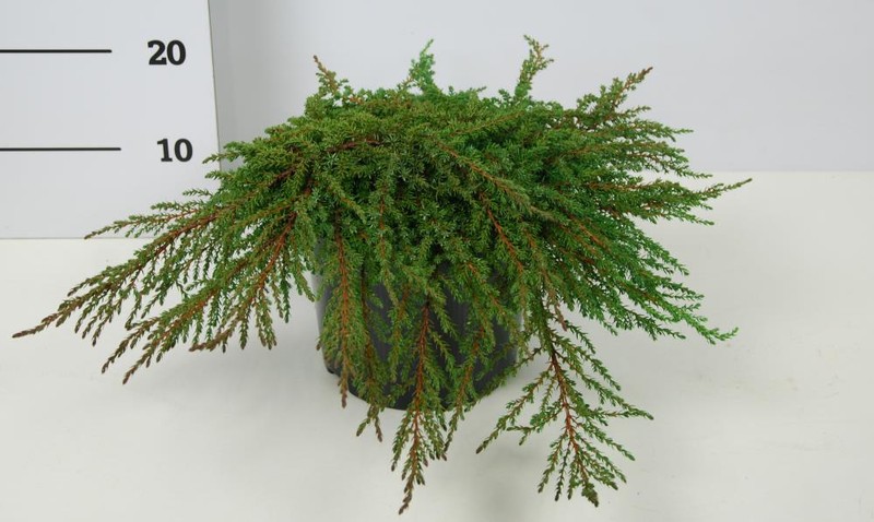 Можжевельник обыкновенный Грин Карпет